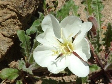 Oregon Trail Reserve Flower