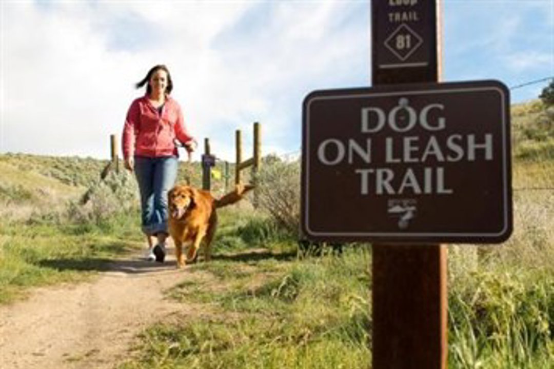 Dog Etiquette 2