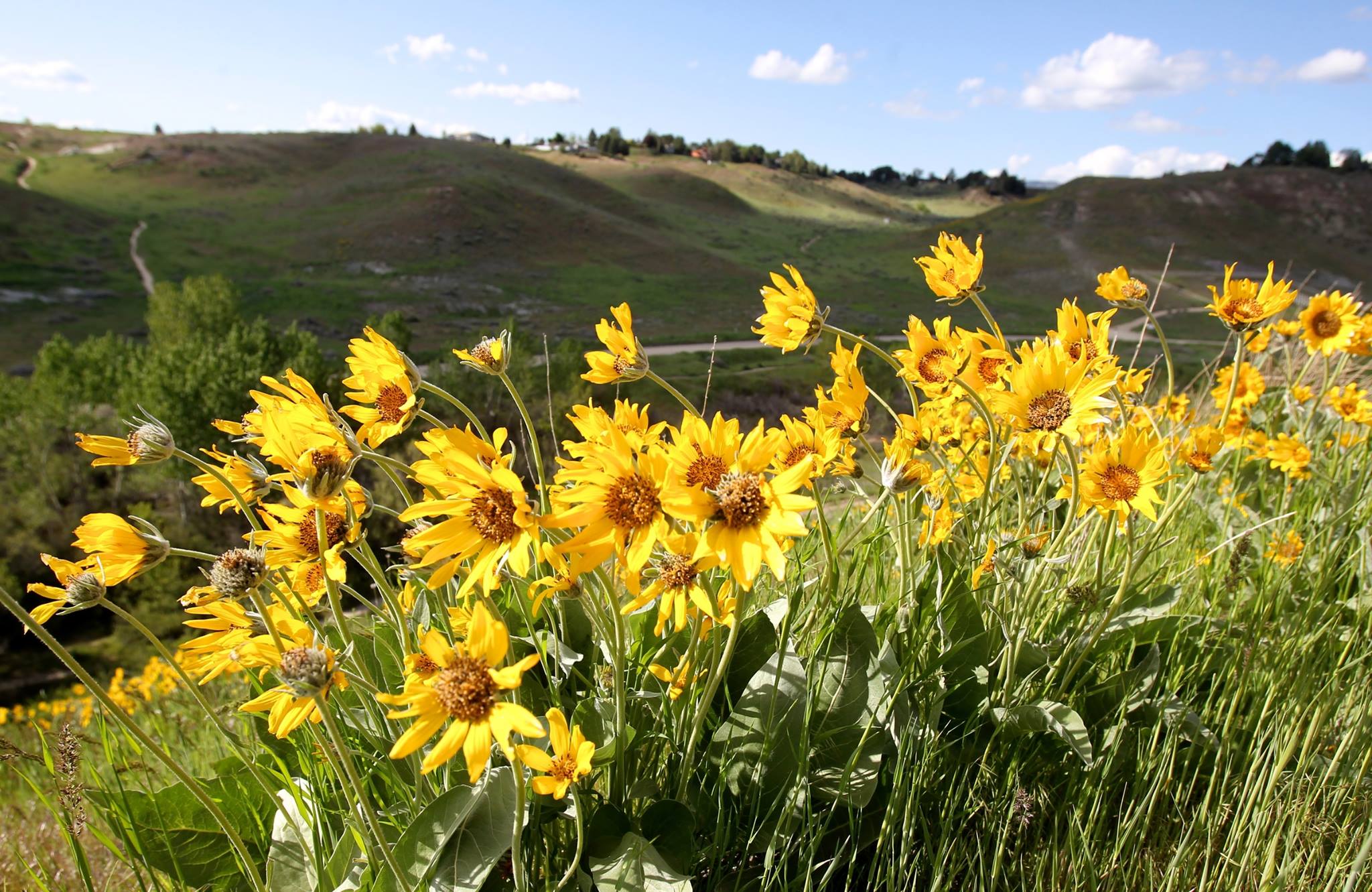 Foothills Flowers