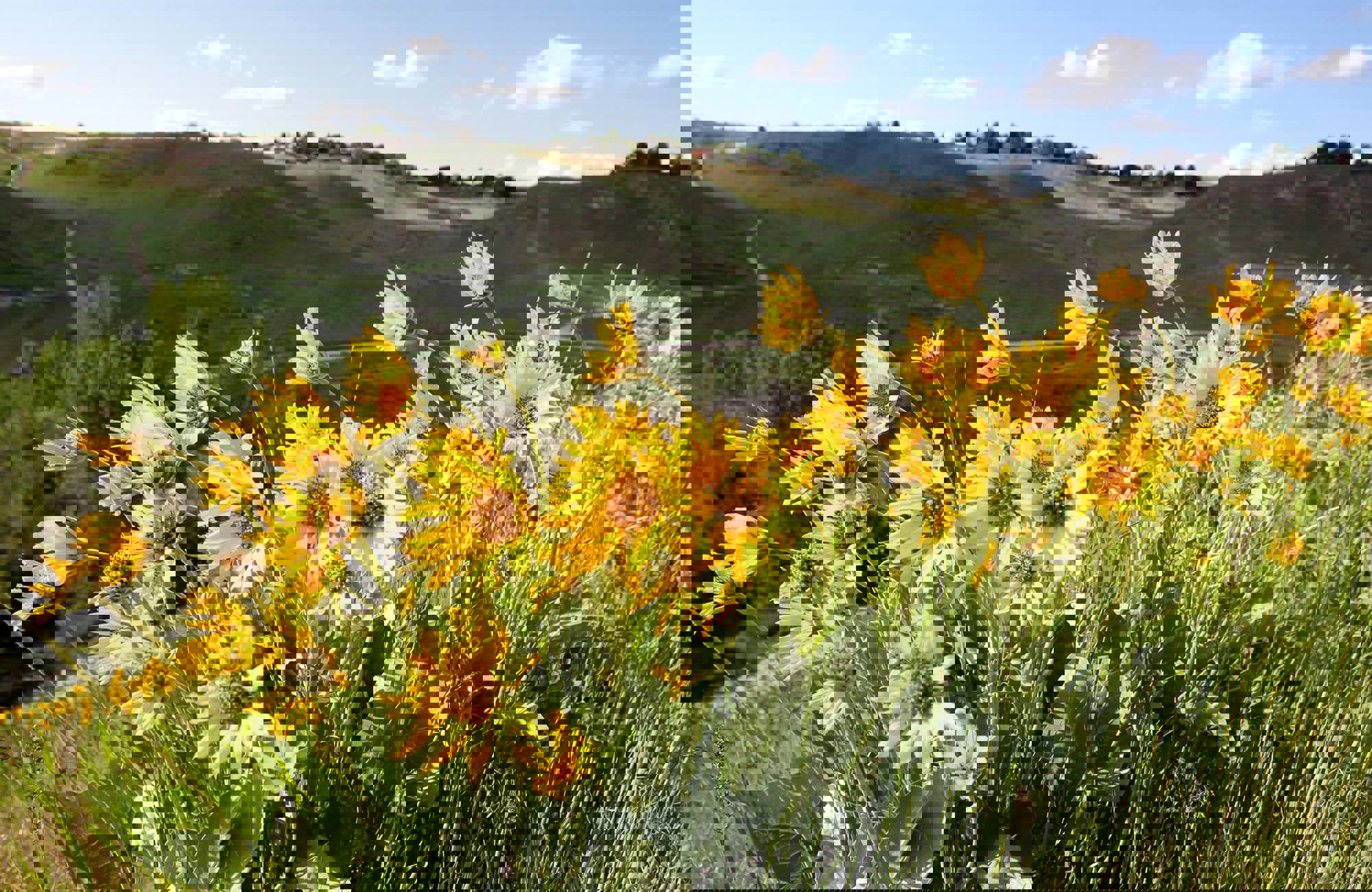 Foothills Flowers