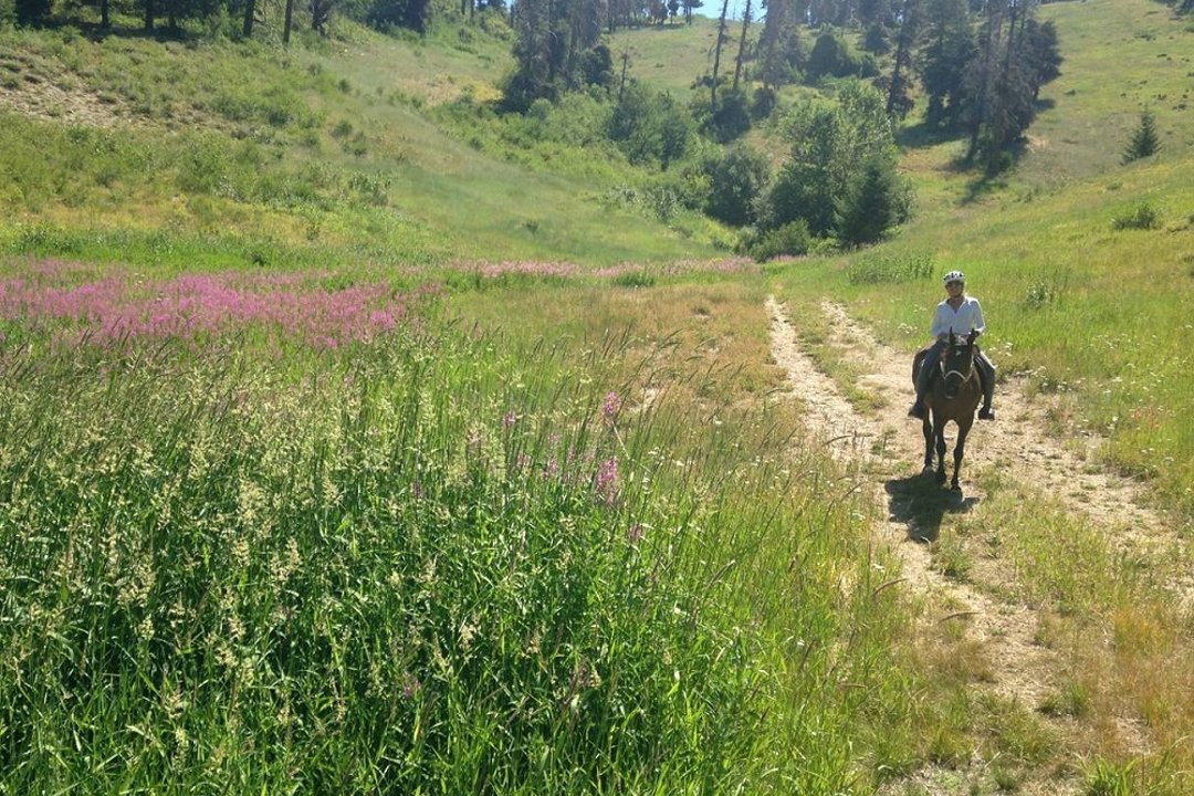 Equestrian 1